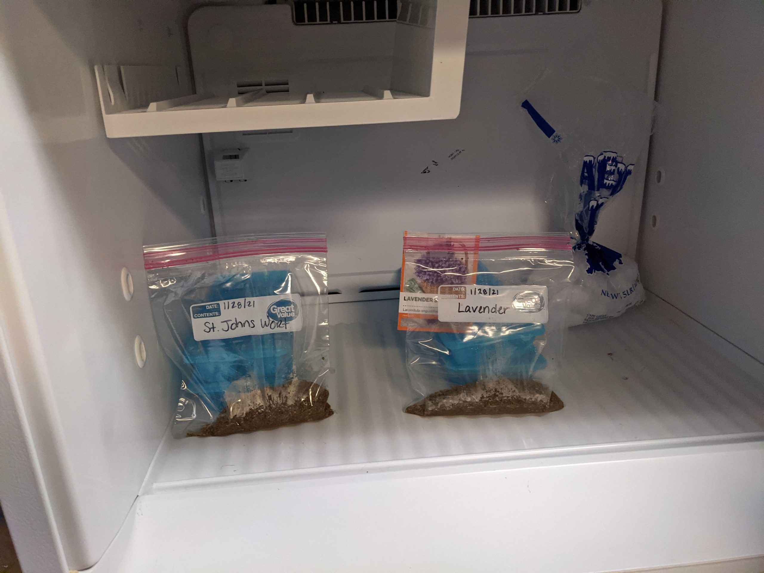 Cold Stratification process 1.28.21 (2)