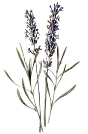 lavender